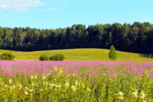 Blomstereng